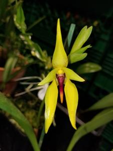 Bulbophyllum amplebracteatum subsp. carunculatum