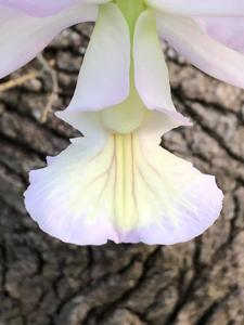 Cattleya nobilior