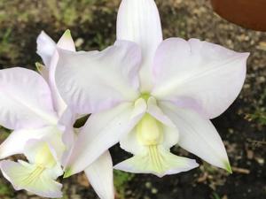 Cattleya nobilior