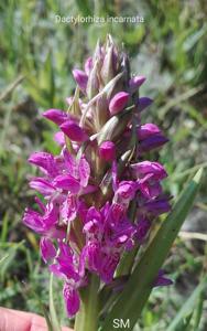 Dactylorhiza incarnata