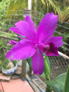 Guarianthe bowringiana