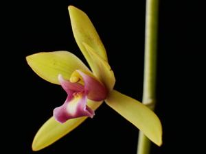 Cymbidium finlaysonianum