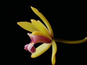 Cymbidium finlaysonianum