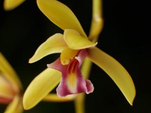 Cymbidium finlaysonianum