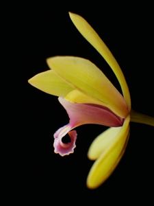 Cymbidium finlaysonianum