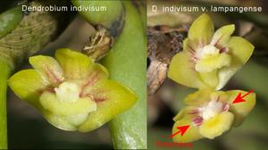 Dendrobium indivisum