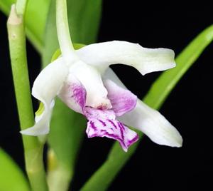 Dendrobium antennatum