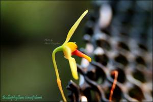 Bulbophyllum tenuifolium