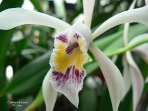 Cattleya iricolor