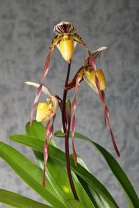 Paphiopedilum philippinense