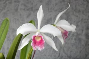 Cattleya purpurata