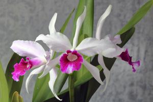 Cattleya purpurata