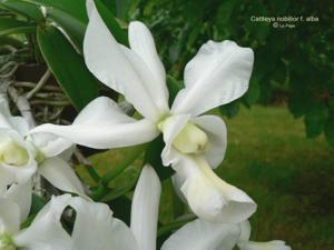 Cattleya nobilior