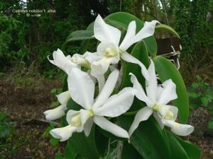 Cattleya nobilior