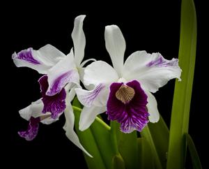 Cattleya purpurata