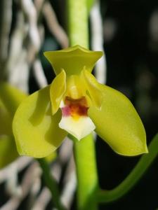 Cymbidium madidum