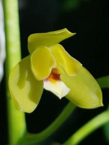 Cymbidium madidum