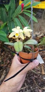 Cattleya luteola