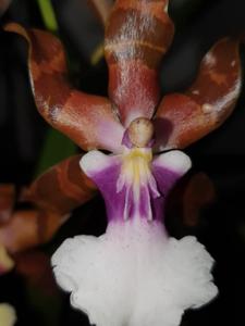 Miltonia clowesii