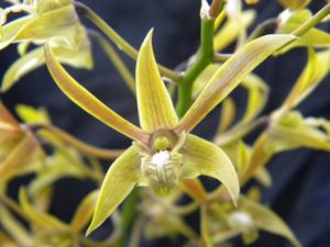 Dendrobium mirbelianum