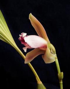 Lycaste macrophylla