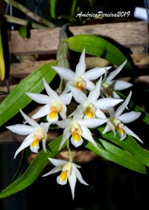 Dendrobium sutepense