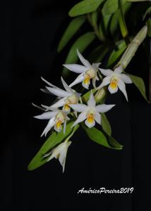Dendrobium sutepense