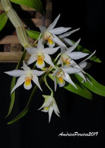 Dendrobium sutepense