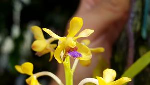 Vanda testacea