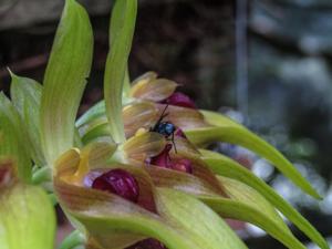 Bulbophyllum graveolens