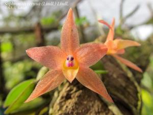 Cattleya cernua