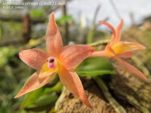 Cattleya cernua