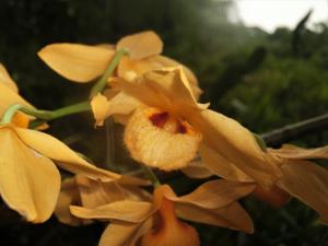 Dendrobium moschatum