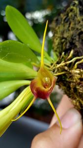 Masdevallia curtipes