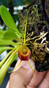 Masdevallia curtipes