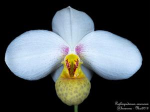 Paphiopedilum emersonii