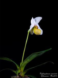 Paphiopedilum emersonii