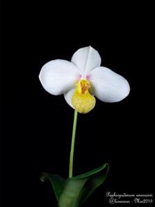 Paphiopedilum emersonii