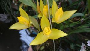 Lycaste bradeorum