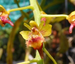 Phalaenopsis difformis