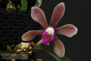 Phalaenopsis honghenensis