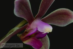 Phalaenopsis honghenensis