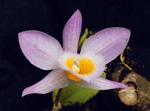 Dendrobium loddigesii