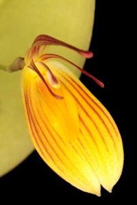 Restrepia chrysoglossa