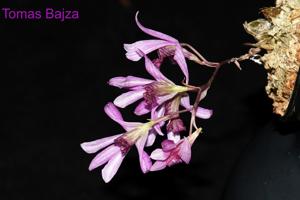 Dendrobium laterale