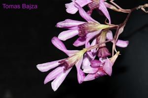 Dendrobium laterale
