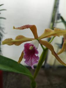 Cattleya grandis