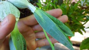 Prosthechea karwinskii