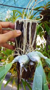 Prosthechea karwinskii