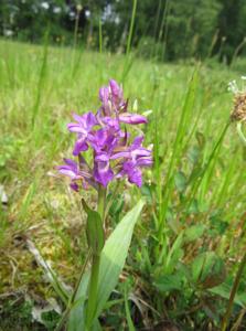 Dactylorhiza majalis